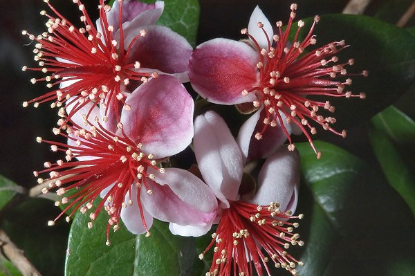 feijoa-1.jpg