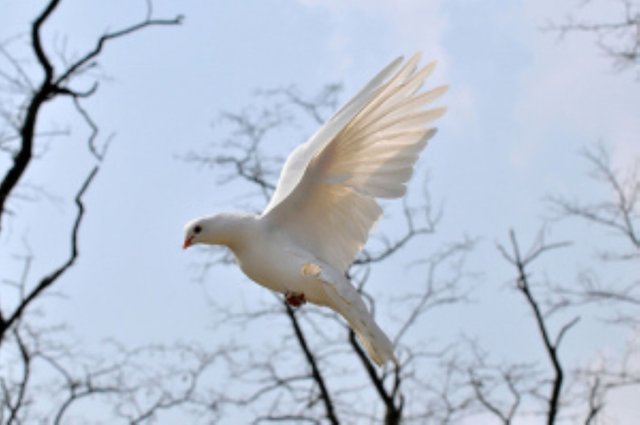 BlasenFuerDenWeltfrieden-Vogel.jpg