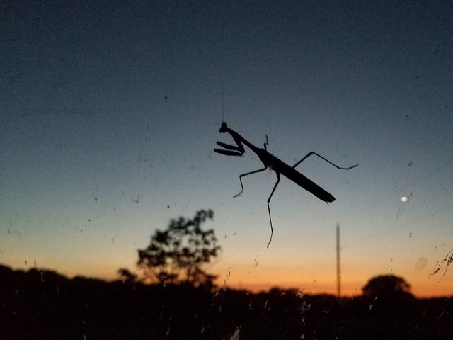 steemit-enternamehere-mantis-windshield-sunset-bugs-splat.jpg