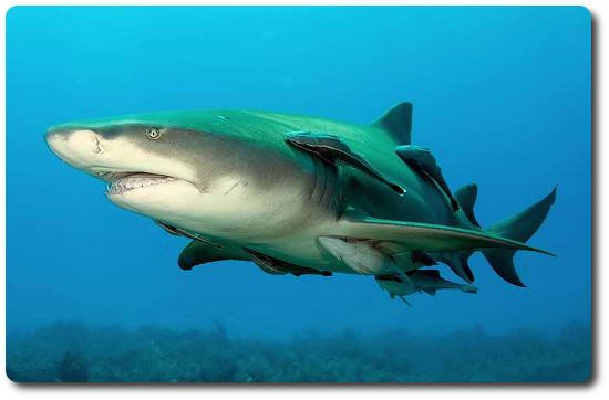 lemon-shark.jpg