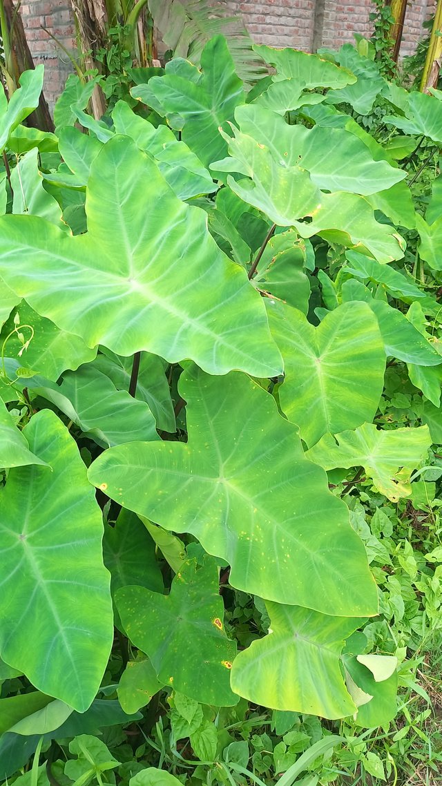 20250520_124116.jpg