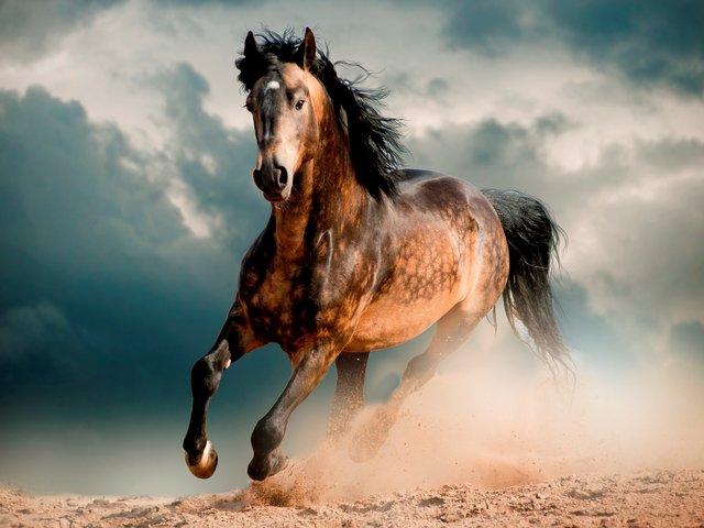 6077-magnifique-cheval-au-galop-WallFizz.jpg