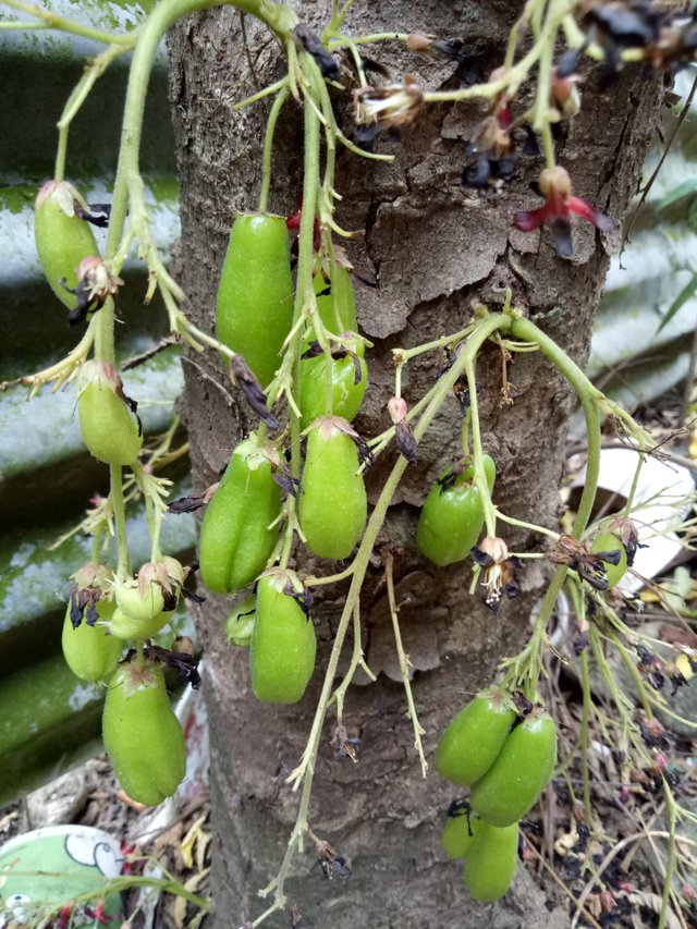 pohon belimbing wuluh.jpg