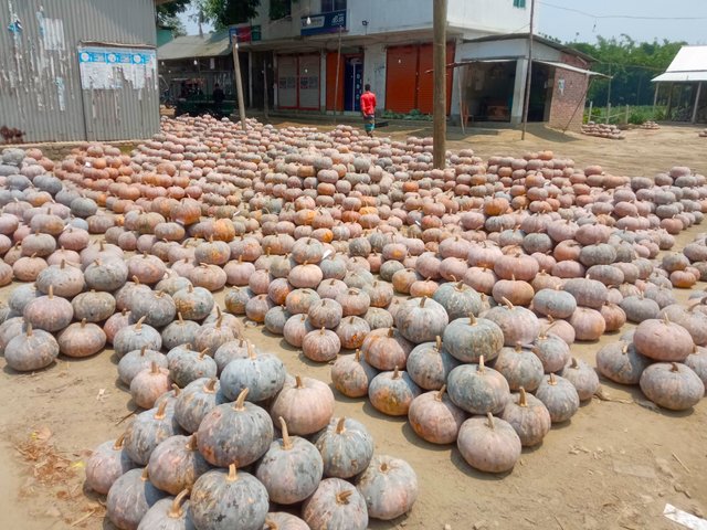 কুমড়া (3).jpg