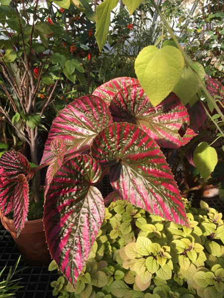 Smith Greenhouses - begonia leaves crop January 2020.jpg