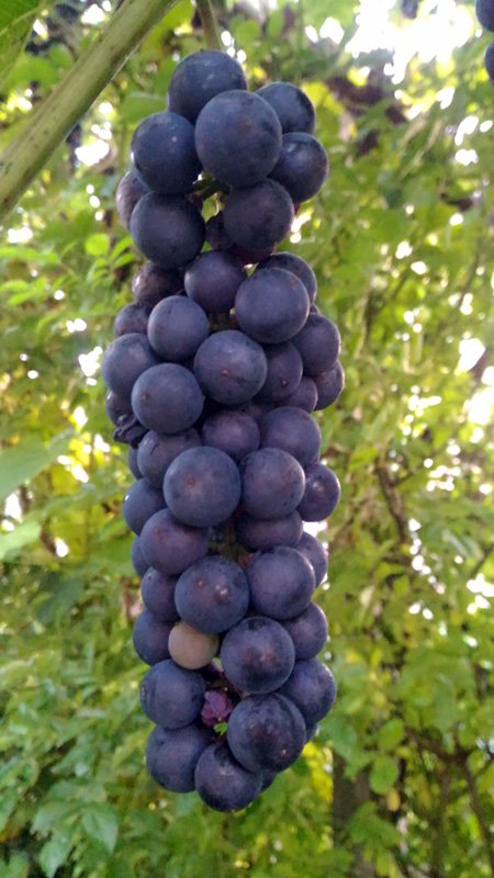 grozdje1.jpg