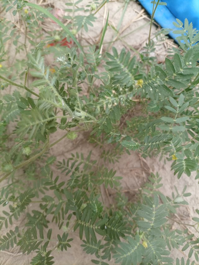 IMG_20250708_150842_199.jpg