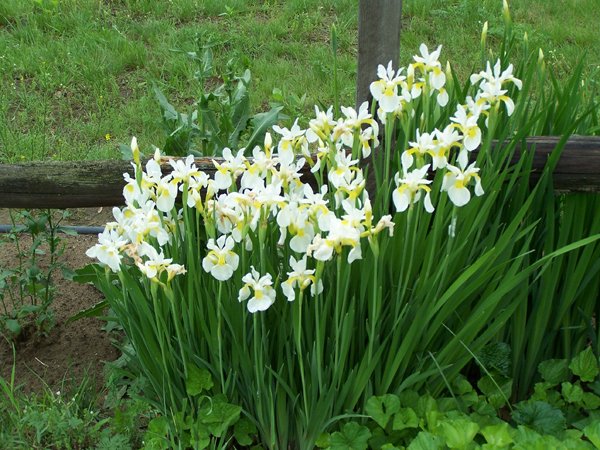 White Siberian iris crop June 2006.jpg