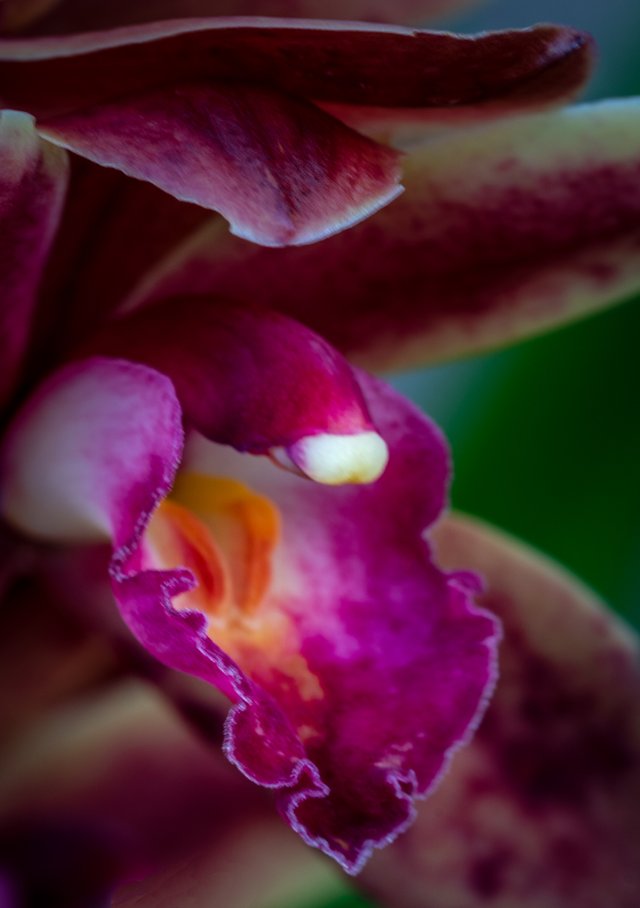 _DSC0962-Edit.JPG