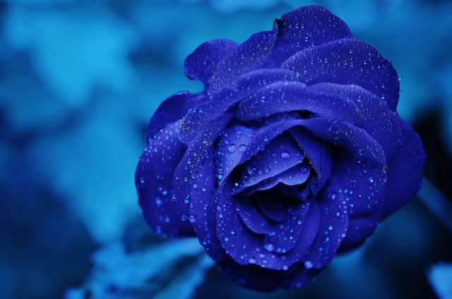 rose blue flowerbloomromance.jpg