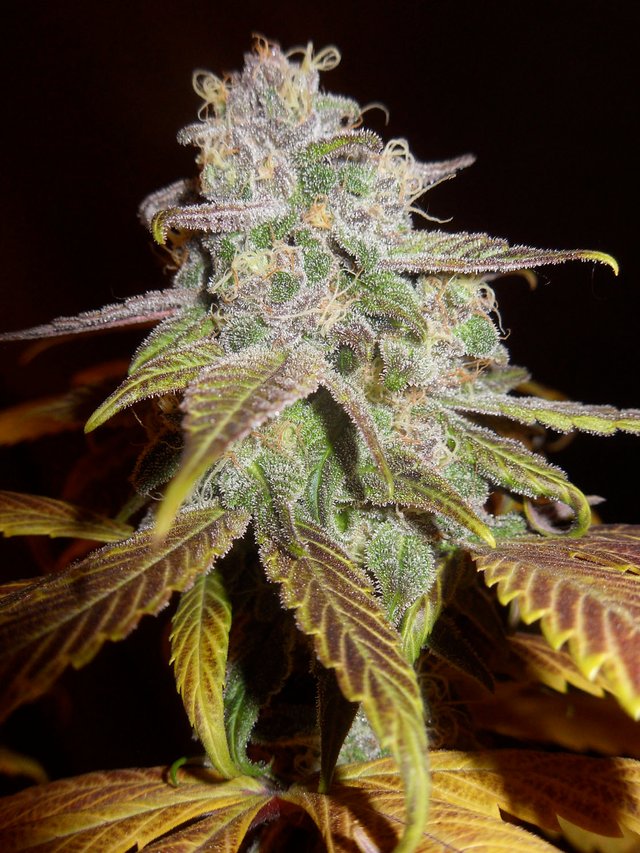 Blueberry F5.jpg