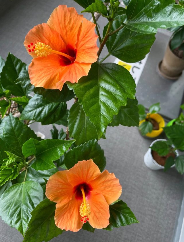 IMG_20250703_195456.jpg