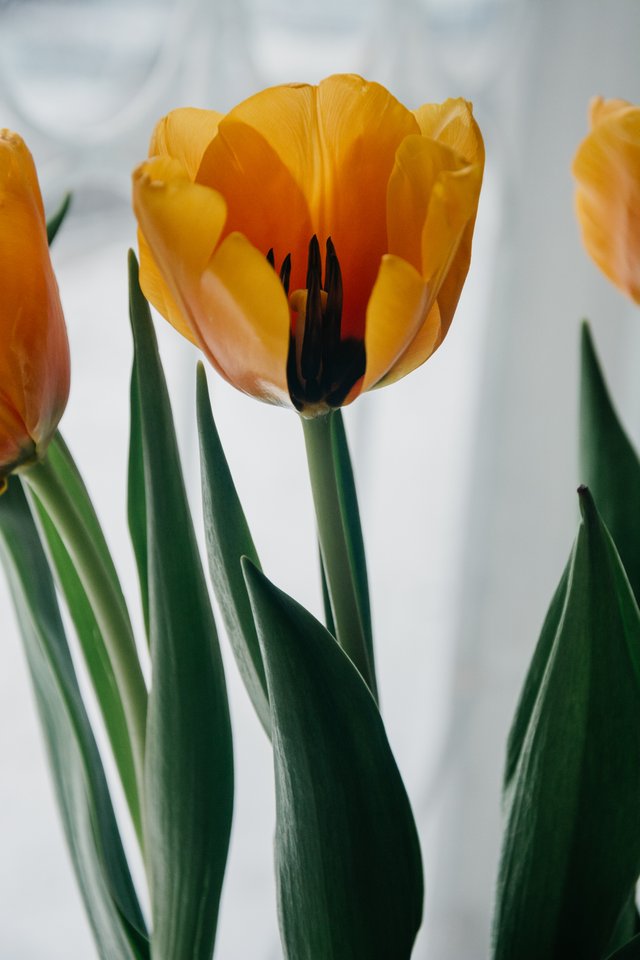 yellow-tulip-closeup-photo-929157.jpg