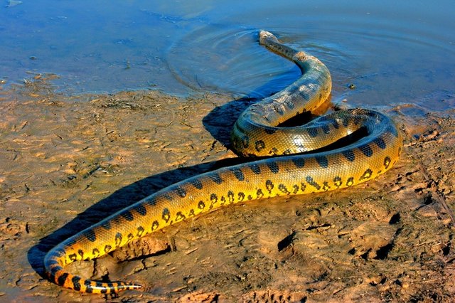 Anaconda-El-Cedral-Llanos-Angel-Falls-Orinoco-Tambopata-pantanal-tours-Venezuela-781981-749x500.jpg