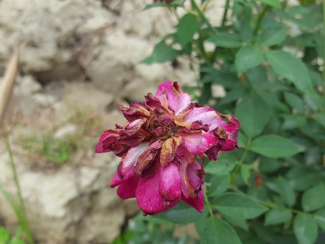 IMG_20250627_212415.jpg
