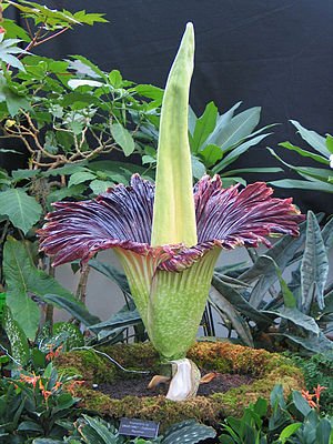 300px-Titan_Arum_Nov20_2005.jpg