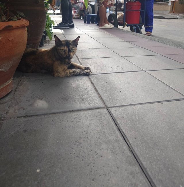 stray cat1.jpg