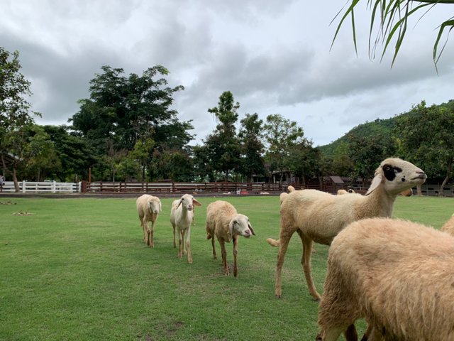 Alpaca Hill108.jpg