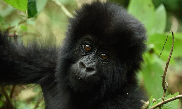 Best months and time for Rwanda gorilla trekking.jpg
