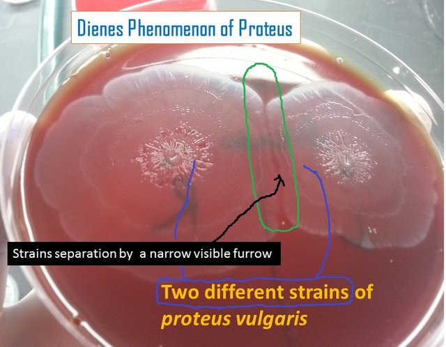 Dienes-phenomenon-of-Proteus.jpg