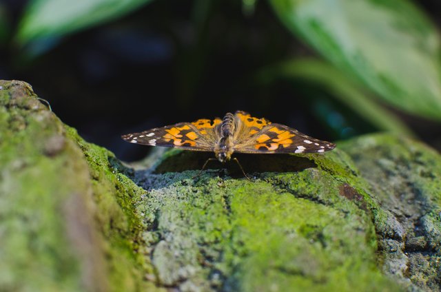 A orange butterfly wings on show.JPG