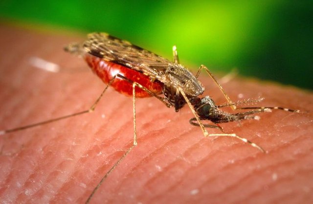 photograph-depicted-a-female-anopheles-albimanus-mosquito-while-she-was-feeding-on-a-human-host-725x473.jpg