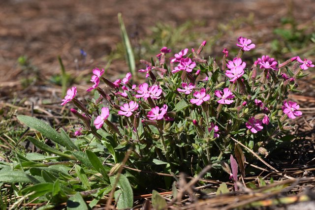 Silene littorea pink wildflower 2.jpg