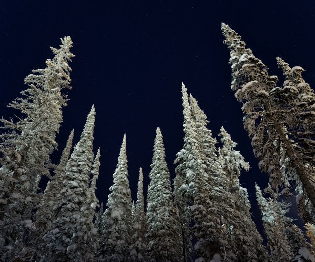 P3030676-jessicaoutside.com-snow-forest-forest-with-stars-1920.jpg