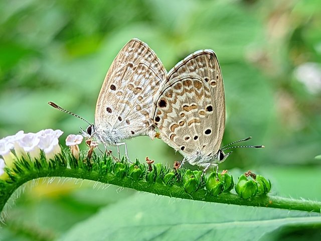 RIYAN_20240614_162053_🦋Macro Bee pro (LMC17) by Riyan.PORTRAIT.jpg