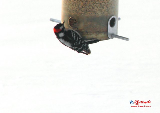 Downy Woodpecker PFW17-0049.JPG
