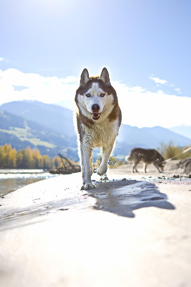 siberian-husky-7832372_1280 (1).jpg