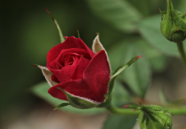 rose-2396773_1920.jpg