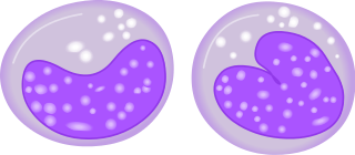 320pxMonocyte.svg.png