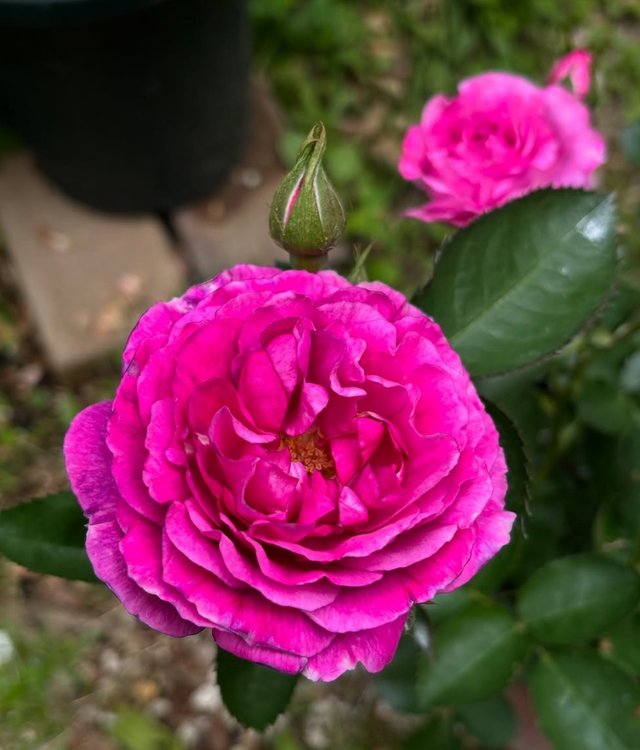 IMG_20250602_162758.jpg