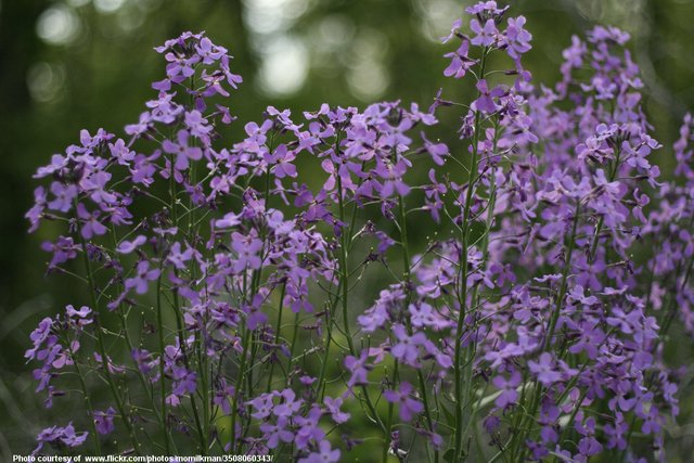 PurpleFlowers-001-090718.jpg