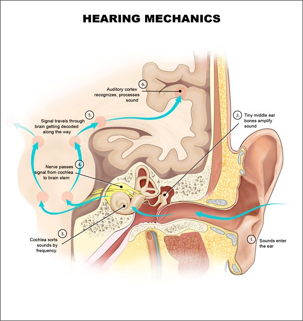 Hearing_mechanics.jpg