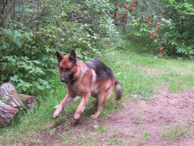 Bruno jumping on stick.JPG