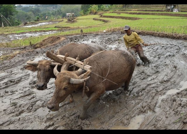 bajak-sawah-dengan-kerbau-pfcfyz-hl.jpg