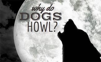 why-do-dogs-howl.jpg