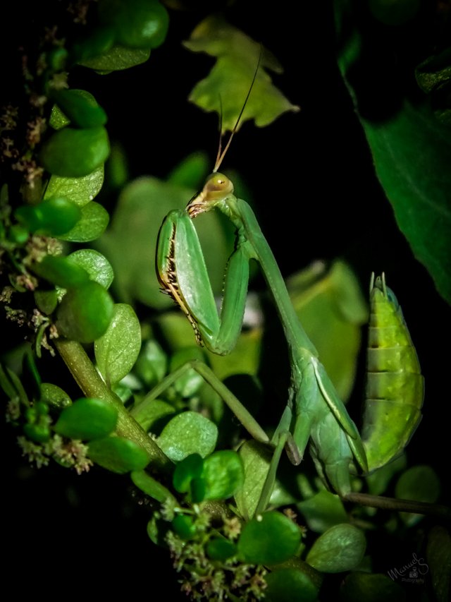 Mantis macro-8.jpg