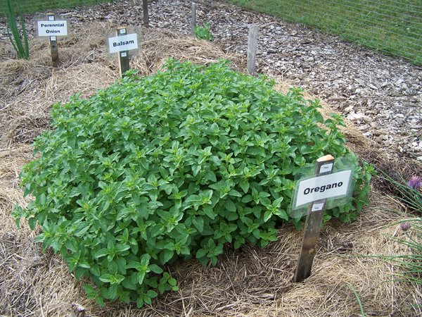 New Herb garden - Row 7 -oregano crop June 2018.jpg