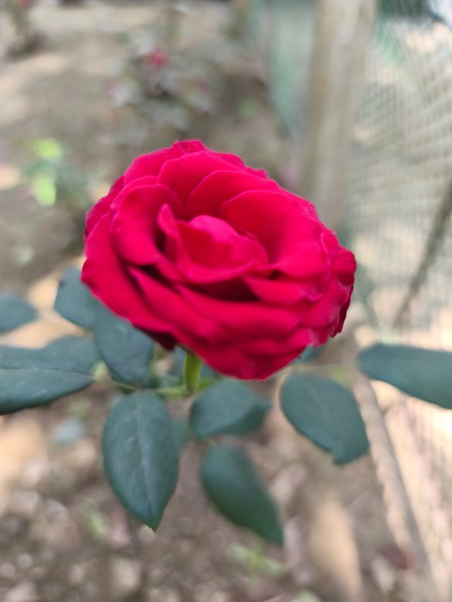 IMG_20250329_124032.jpg