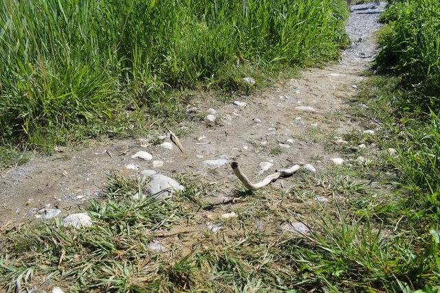 DSC_0218.JPG
