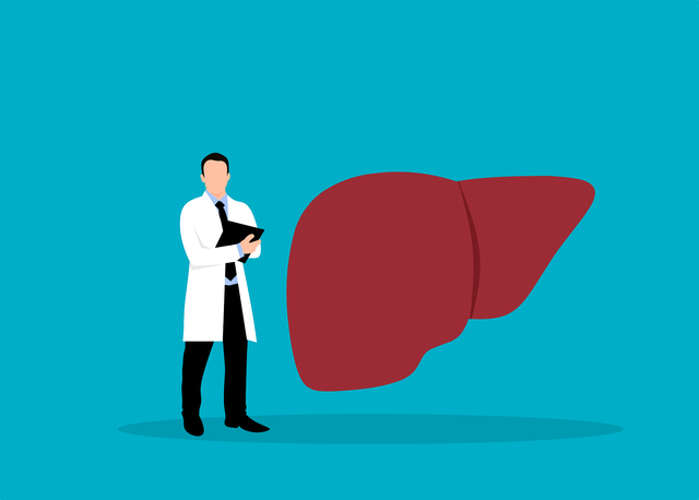 liver-6685574_1920.png