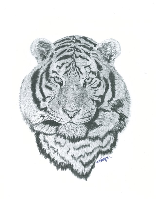 Tiger 14X11 $20.jpg