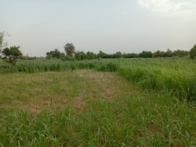 IMG_20210820_160929.jpg