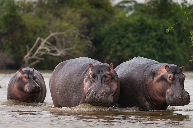 623Hippos_Brent-StirtonStaffGetty-5791d86.jpg