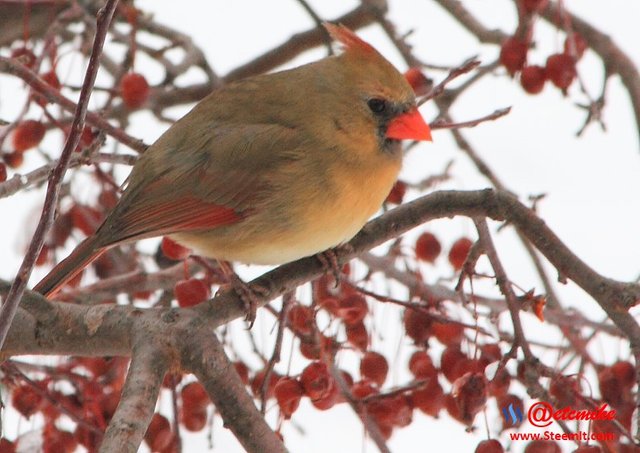 PFW0064.JPG Northern Cardinal