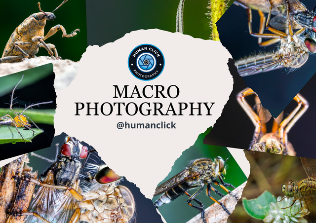 Micro Photography-1.png