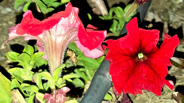 20250125_023233.jpg
